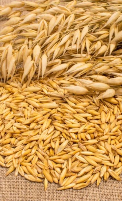 Продам овес 2025