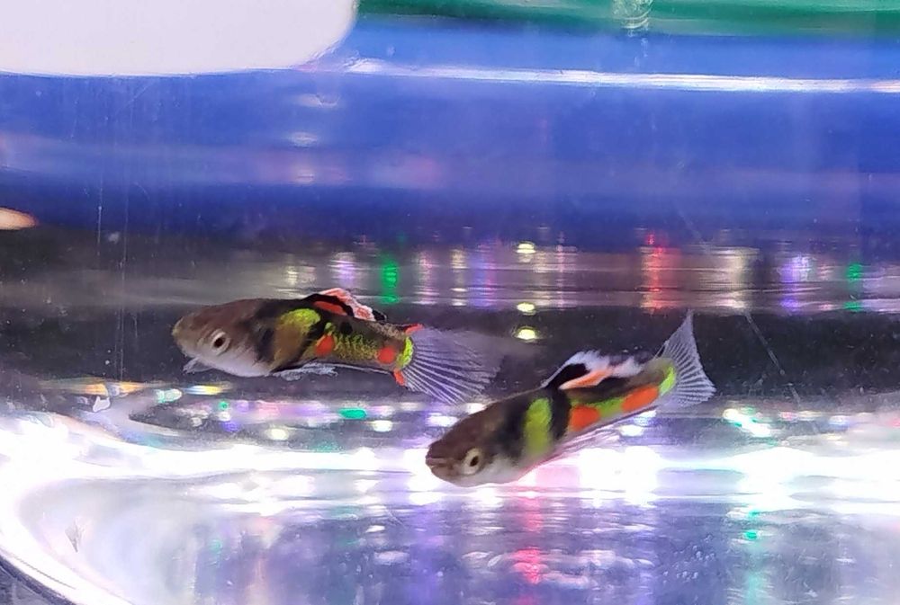 Guppys Endler "El Tigre"