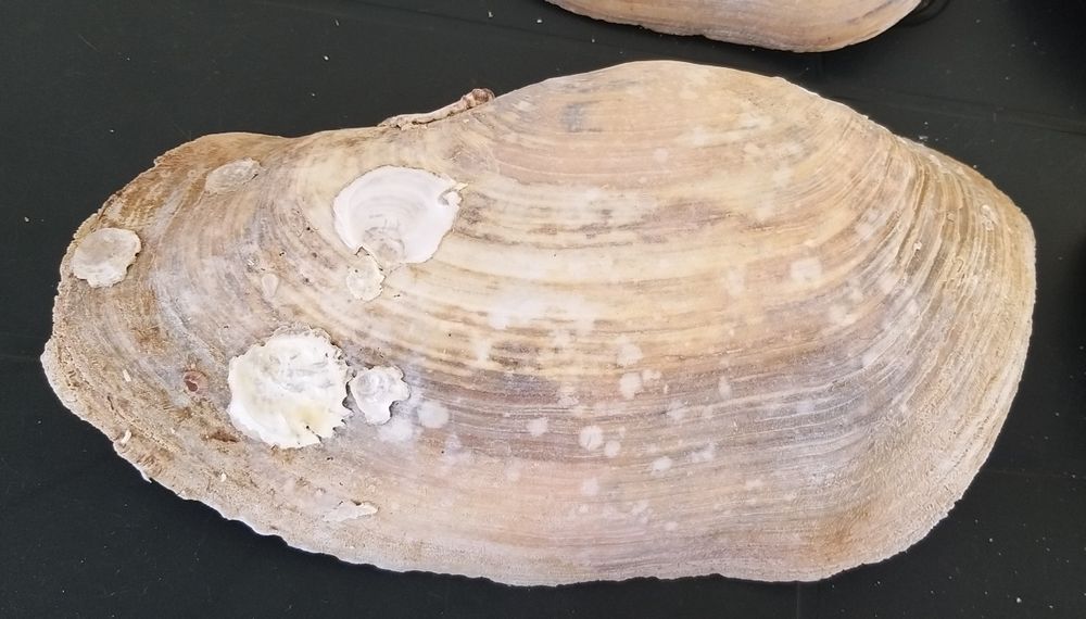 Conchas gigantes.