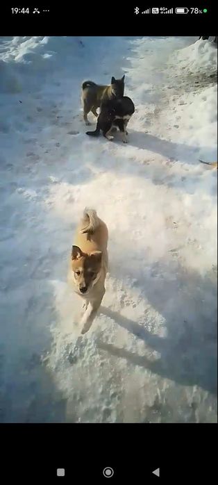 Продам щенят лайка