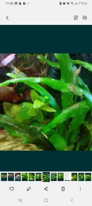 Продам креветочек!))