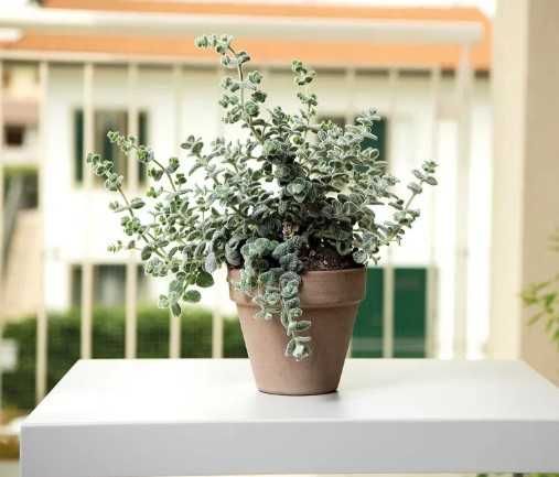 -50% абсолютно на всі теракотові горщики