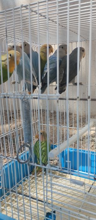 Agapornis roseicollis