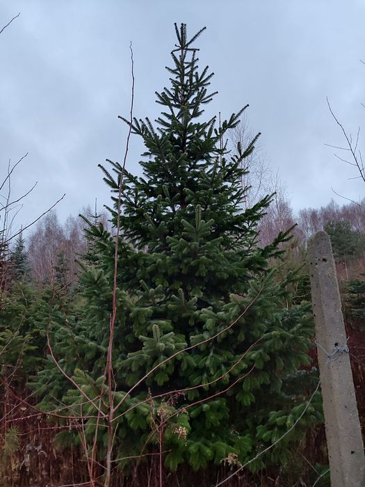 Choinki/choinki żywe/świerk