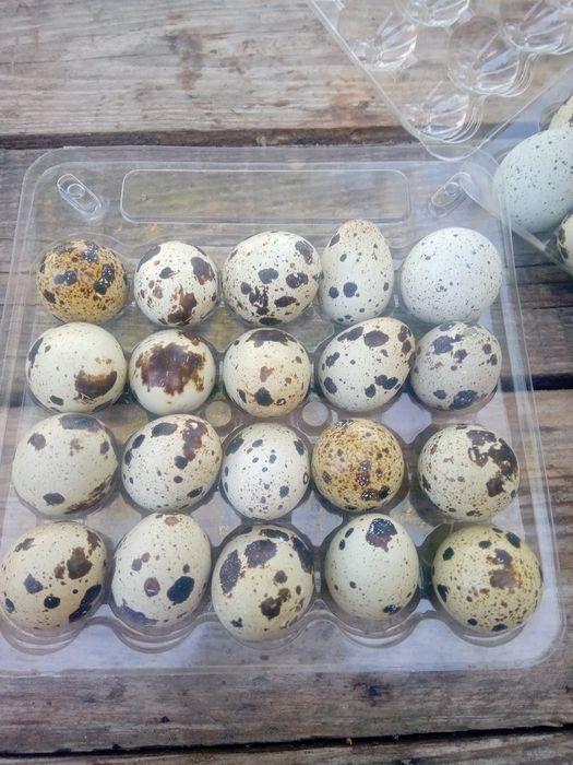 Перепелине яйця. Техасець