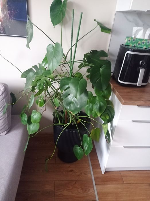 Monstera duża z doniczką