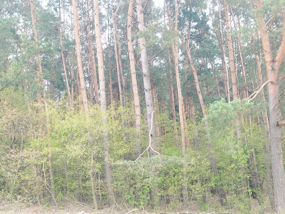 Sprzedam las 1,8 ha Targonie.