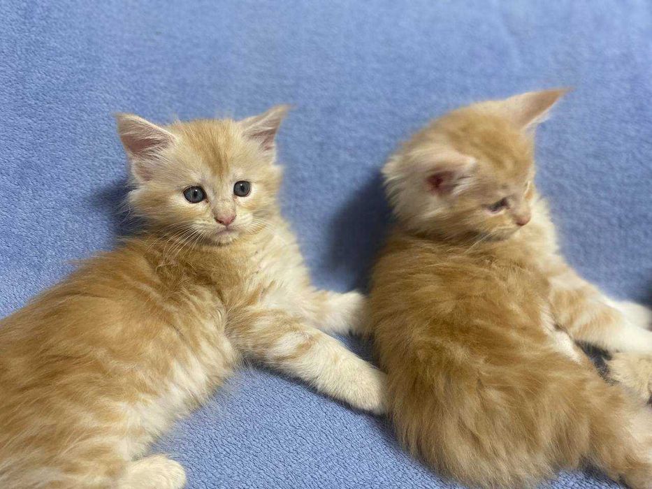 Кошенята мейкунчики