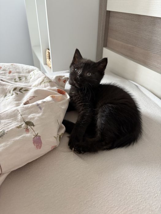 Кошеня в добрі руки, киця 2 місяці, безкоштовно