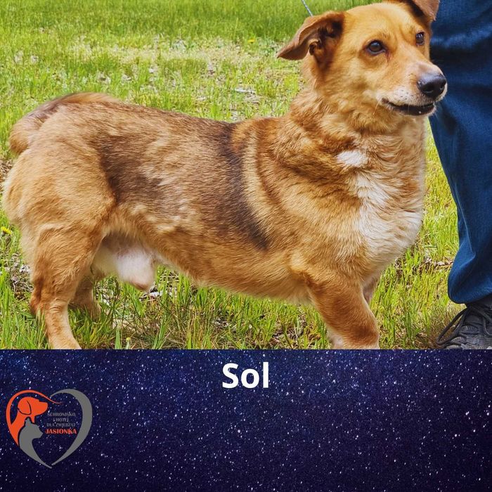 SOL do adopcji – Schronisko Jasionka