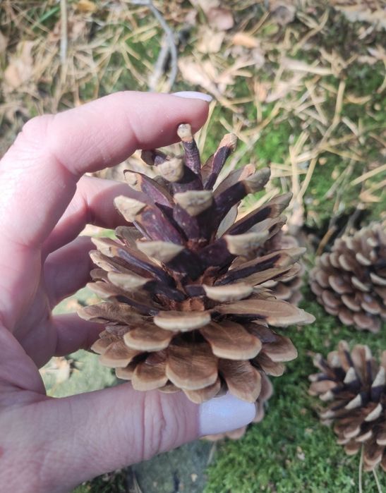 Szyszko, wysuszone, duże, 100szt. plus gratis