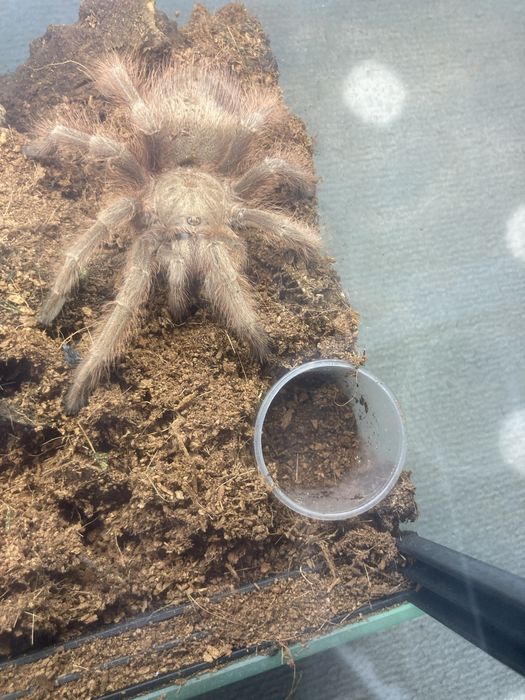 Samica nhaandu tripeppi subadult