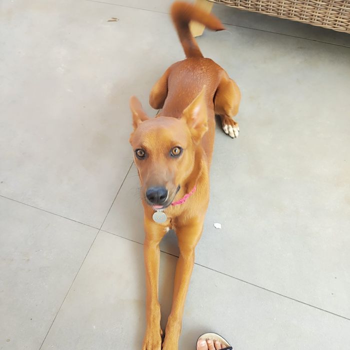 Cadela Podengo para adopcao