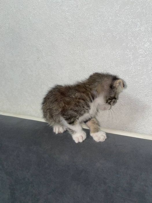 котята веслоухие
