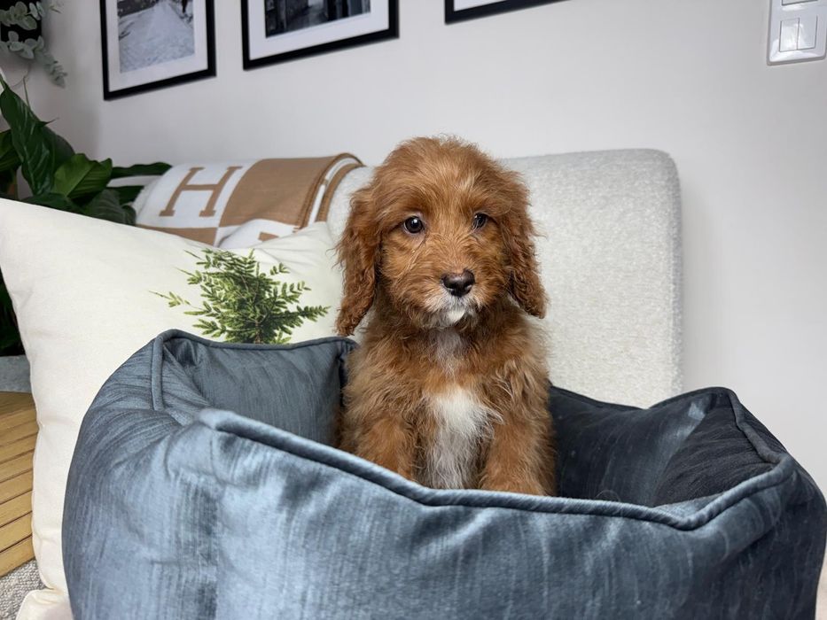 cavapoo szczeniak
