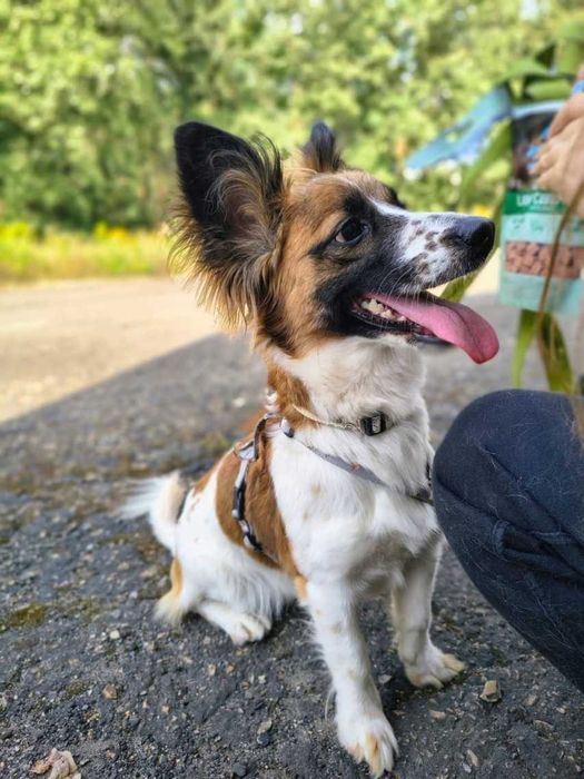 Iskierka biedna zagubiona porzucona kruszynka ADOPCJA