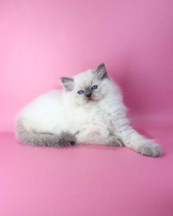 Синьоокий красунчик РЕГДОЛЛ//Ragdoll