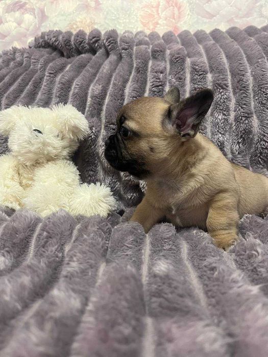 Житомир. Цуценя (хлопчик) міні французький бульдог