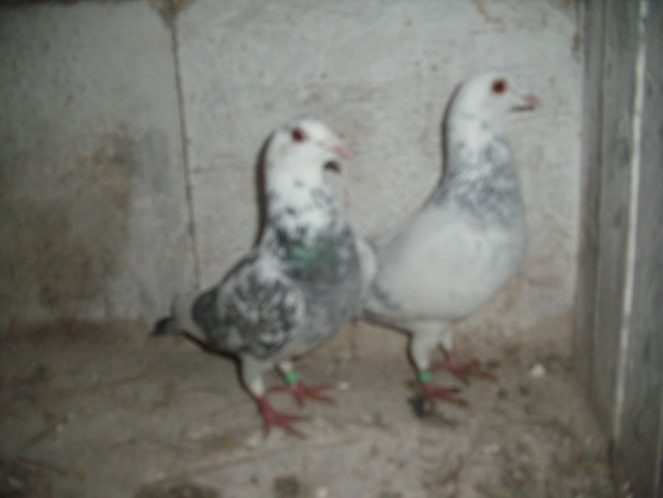 golebie pocztowe para szymle nr2