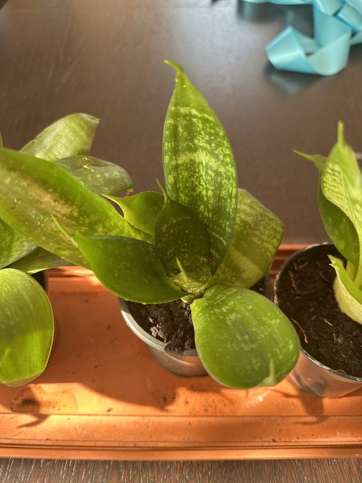 Sansewiera  Gwinejska Hahnii