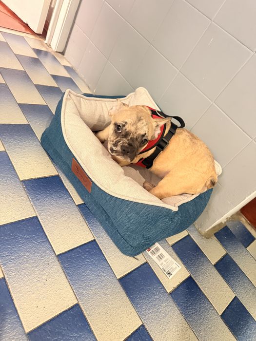Bulldog frances