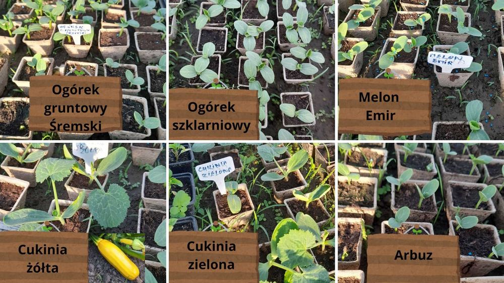 Sadzonki rozsada ogórki gruntowe i szklarniowe