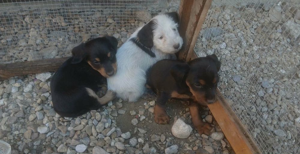 Teriery do adopcji