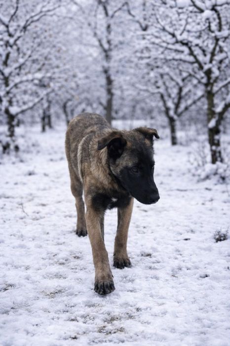 Цуценята МАЛІНУА для сім’ї, 3 місяці, Розумні та віддані.