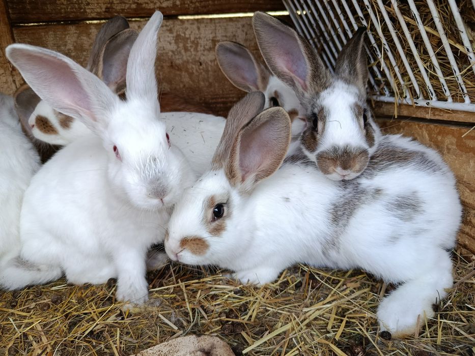 Młode króliki samce i samice