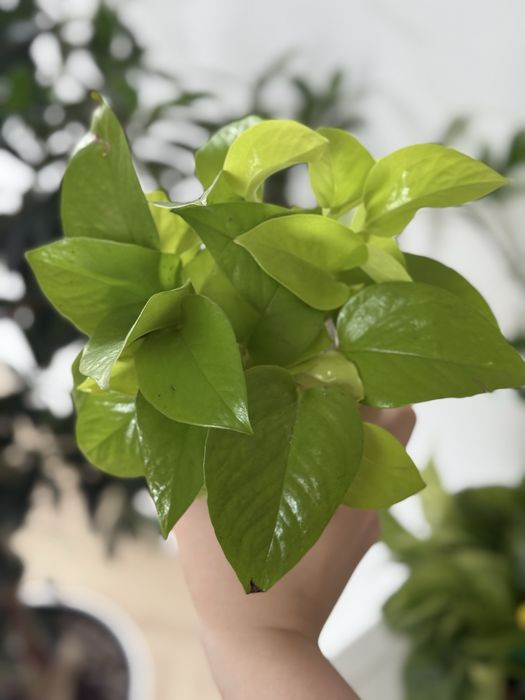 Sadzonki epipremnum lemon lime