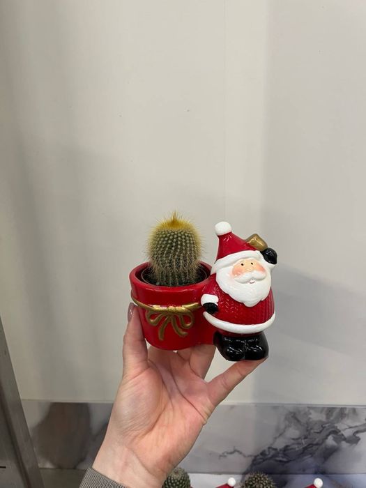 Кактуси та сукуленти