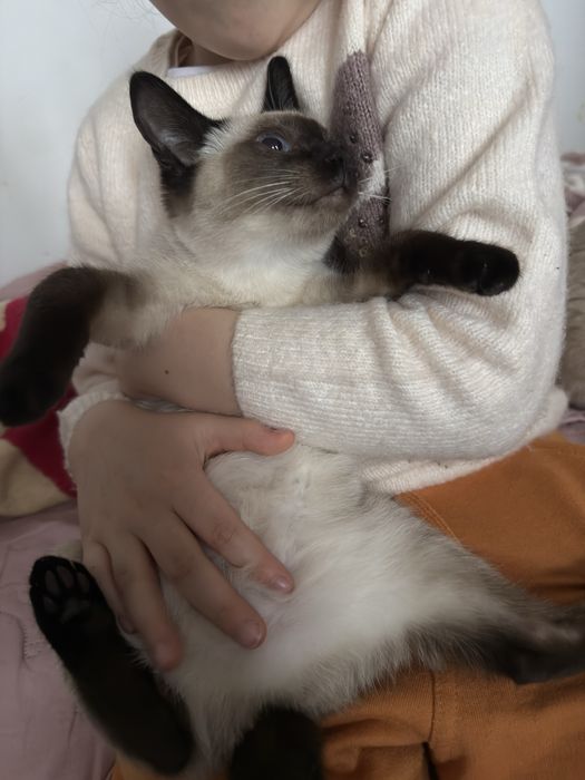 Kotka balijska doskonała dla alergika , do felinoterapii