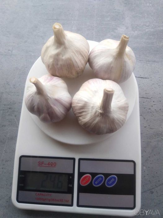 Так, часник сорту Любаша, вирощений у домашніх умовах, калібрований