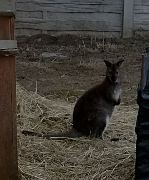 Kangur walabi samiec 2025