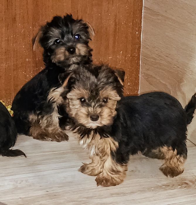 Yorkshire terrier