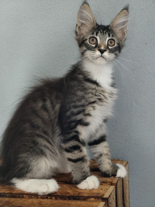 Kotka Maine coon Wiki