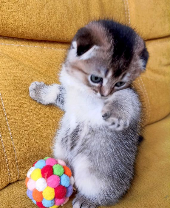 Кішечки золоті шиншили