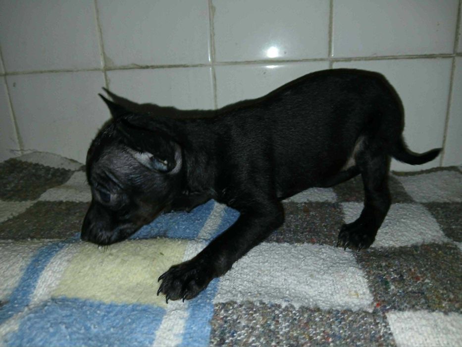 Pinscher Super Miniatura Fêmea
