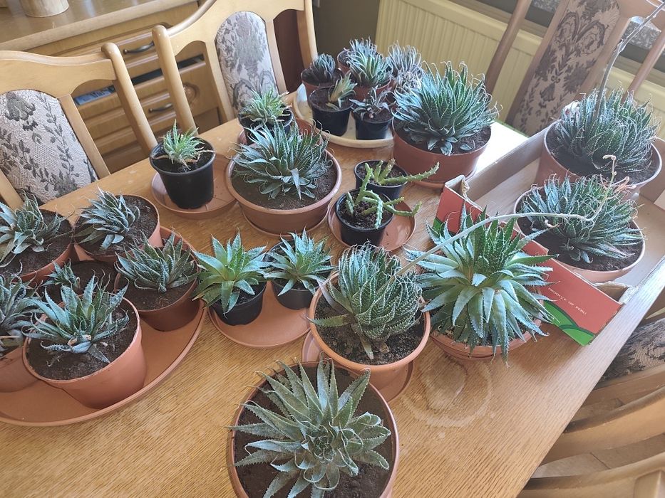 Aloes ościsty różne rodzaje