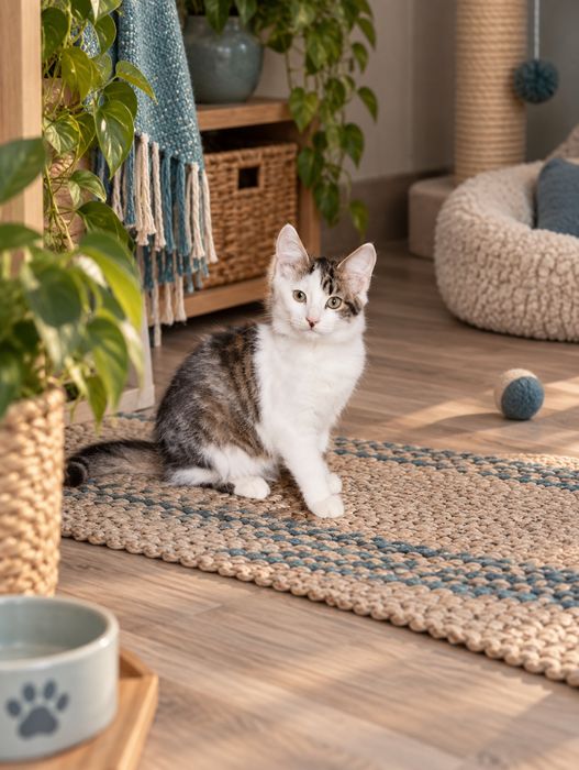 Шукаю родини для кошенят