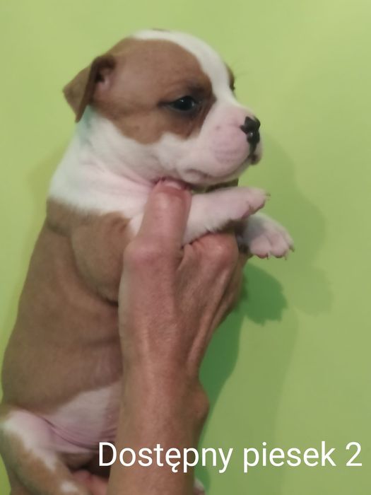 Amstaff piesek Rodowód ZKWP/FCI Zapraszamy do rezerwacji