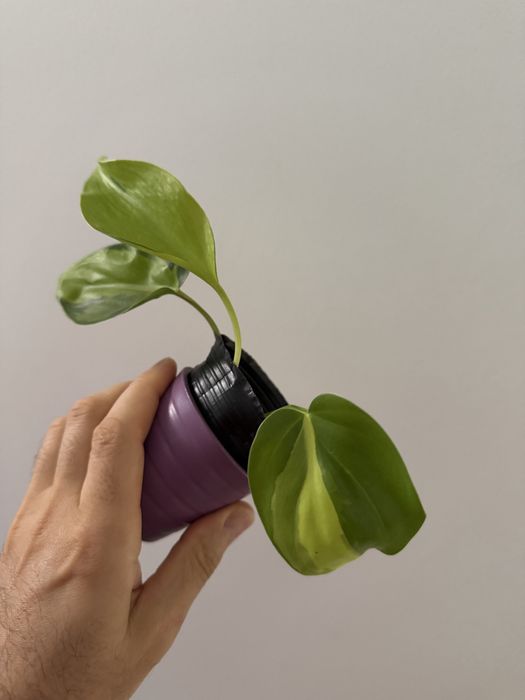 Epidendrum Floribundum425382109480888322