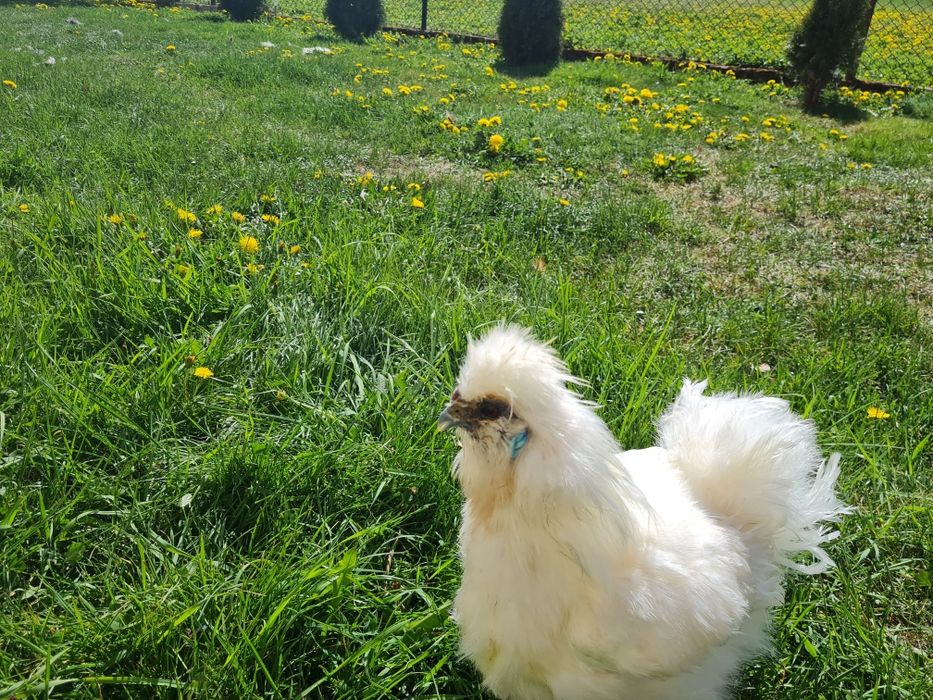 Silki koguty sprzedam