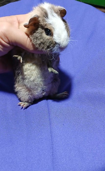 Морська свинка , тедді.