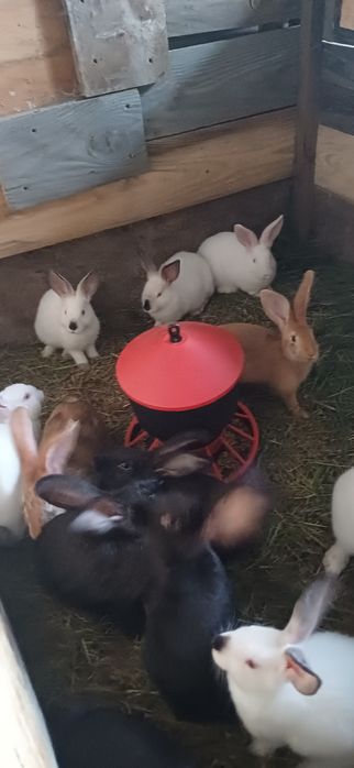 Sprzedam króliki