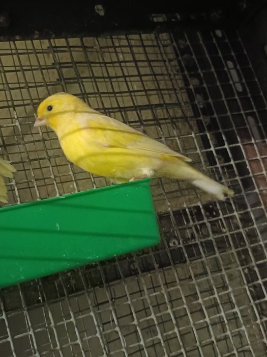 Vende se canários