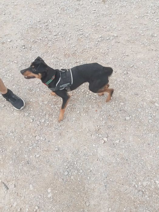 Cadelinha Bonita e jovem cruzada de Podengo