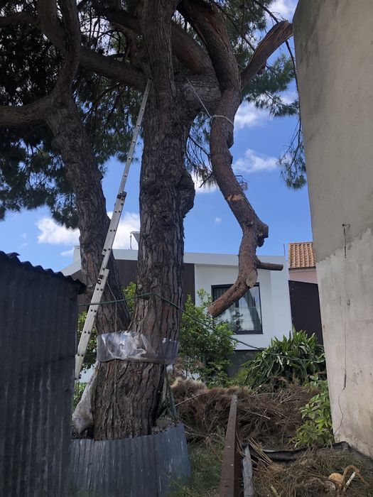 Limpeza terreno e corte arvores