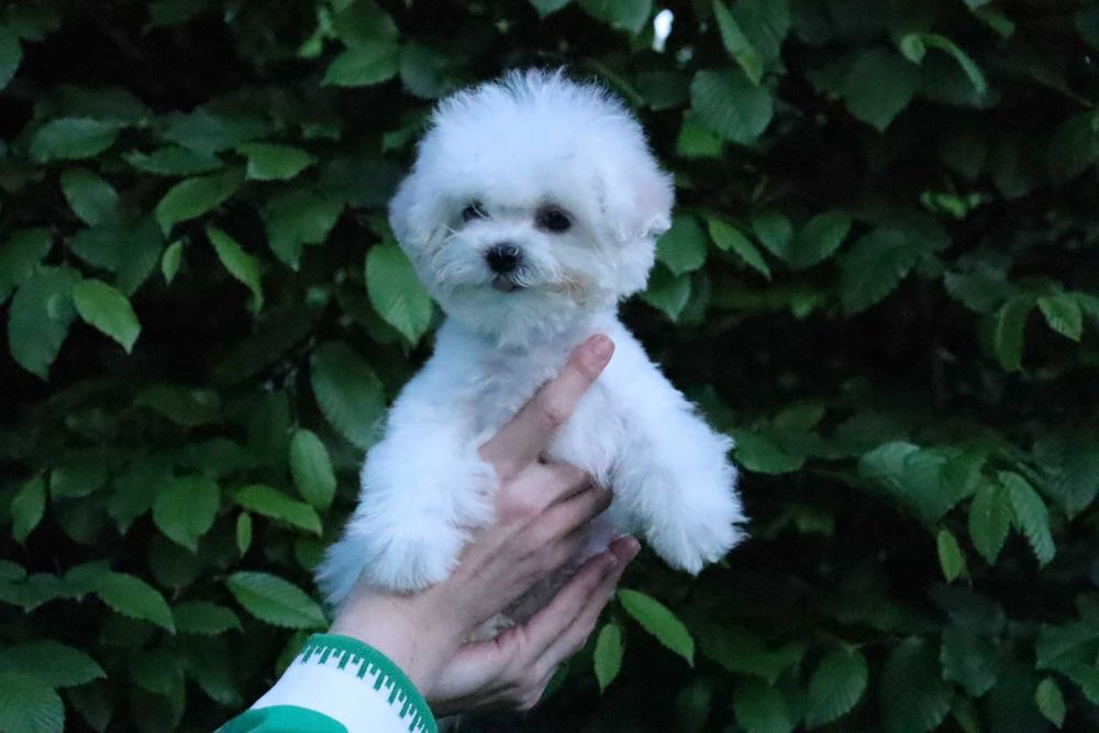 Дуже кукольна дівчинка бішона Китайські та США крові