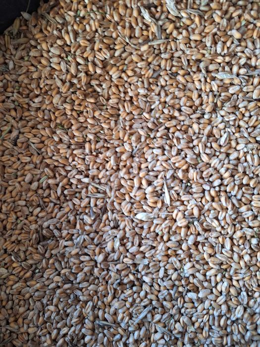 Pszenica jara po centrali